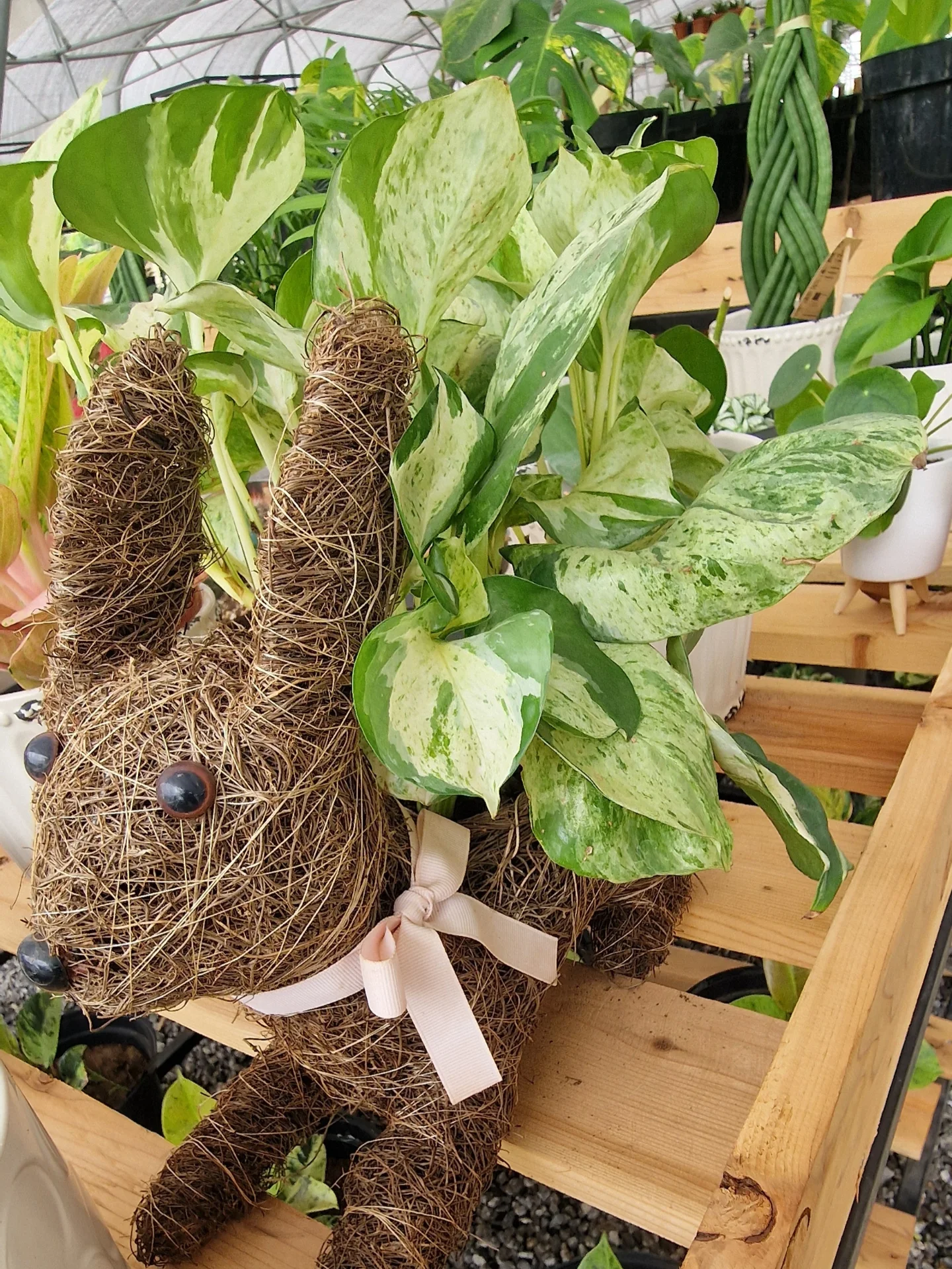 Marble pothos in a woven rabbit-shaped planter
