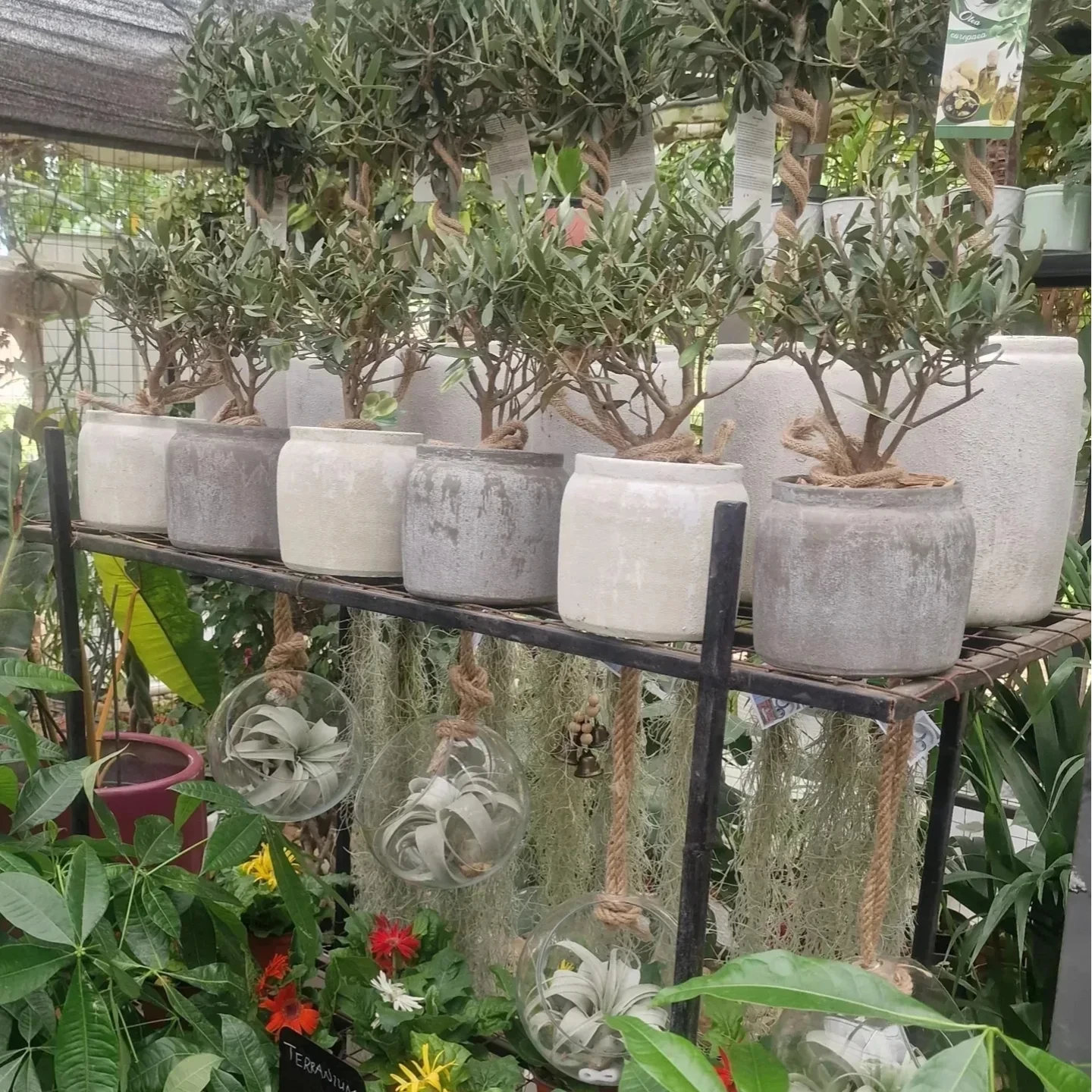 Marble pothos in a bunny-shaped rattan planter